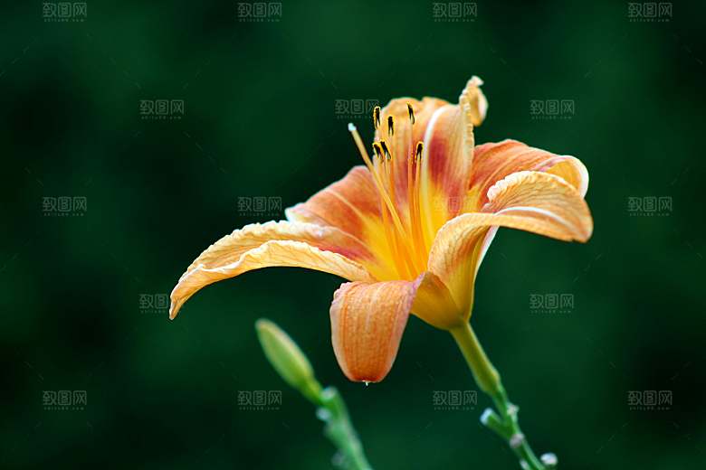 鲜花花朵花卉摄影特写素材