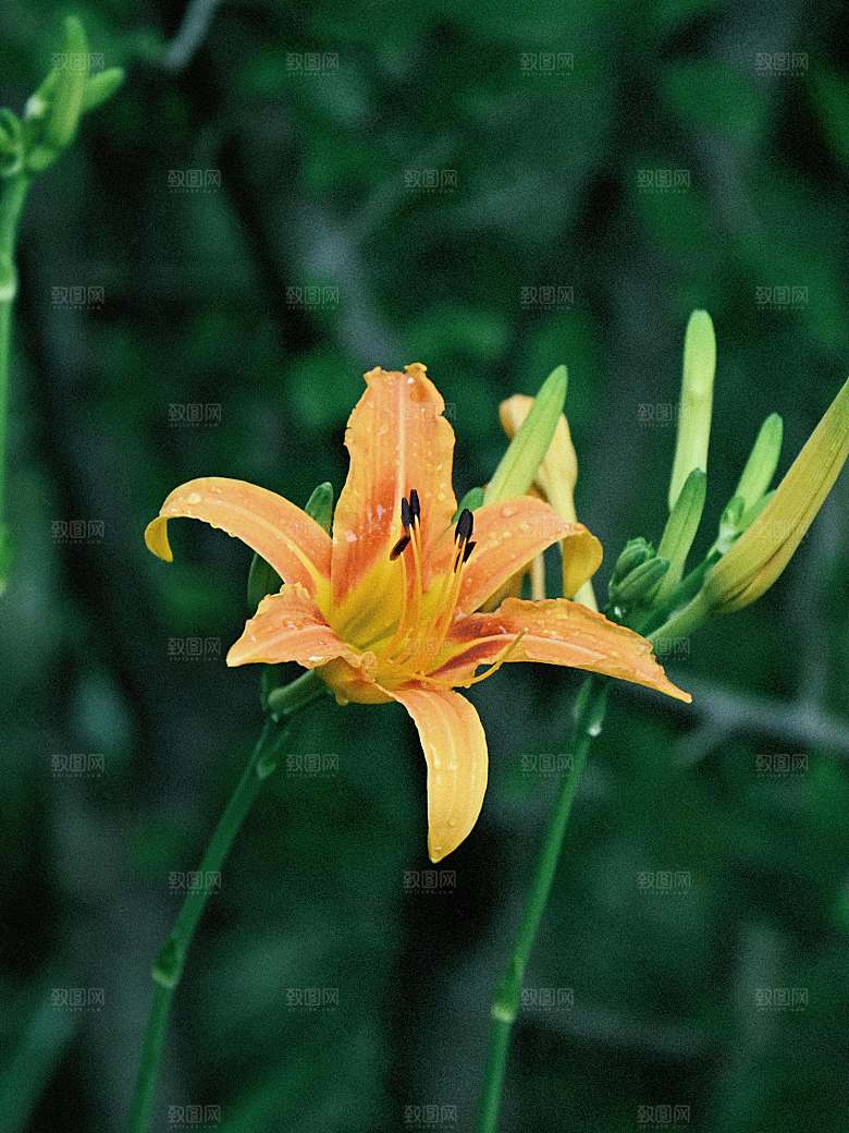 鲜花花朵花卉摄影特写素材