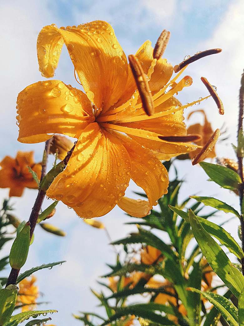 鲜花花朵花卉摄影特写素材