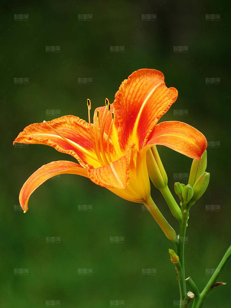鲜花花朵花卉摄影特写素材