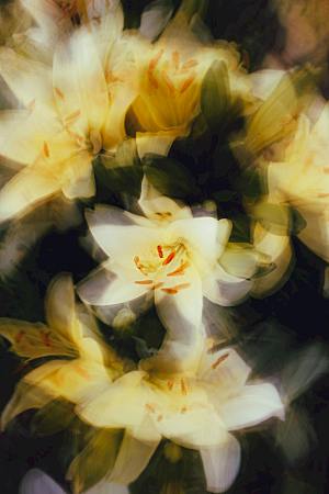 鲜花花朵花卉摄影特写素材
