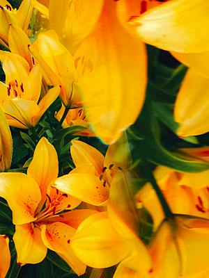 黄色花卉鲜花百合花摄影素材