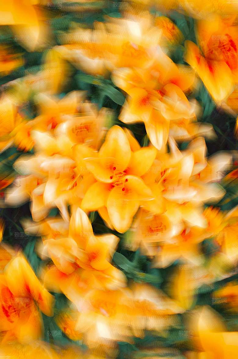 黄色花卉鲜花百合花摄影素材