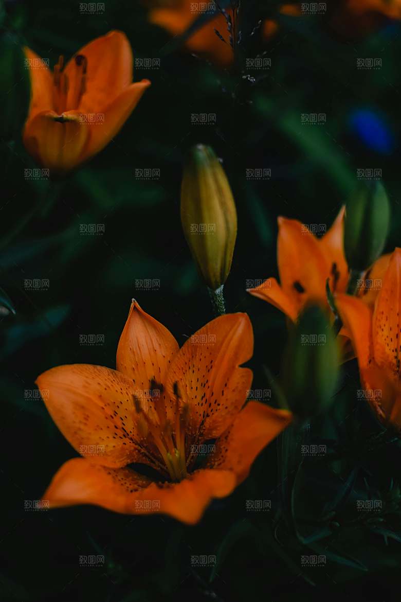 黄色花卉鲜花百合花摄影素材