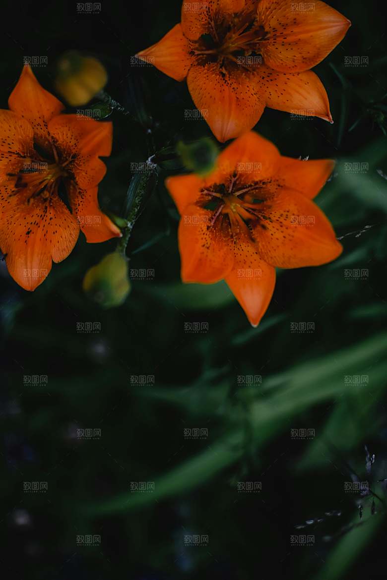 黄色花卉鲜花百合花摄影素材