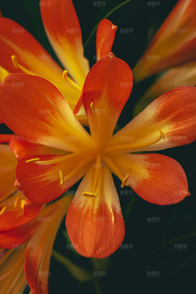 黄色花卉鲜花百合花摄影素材