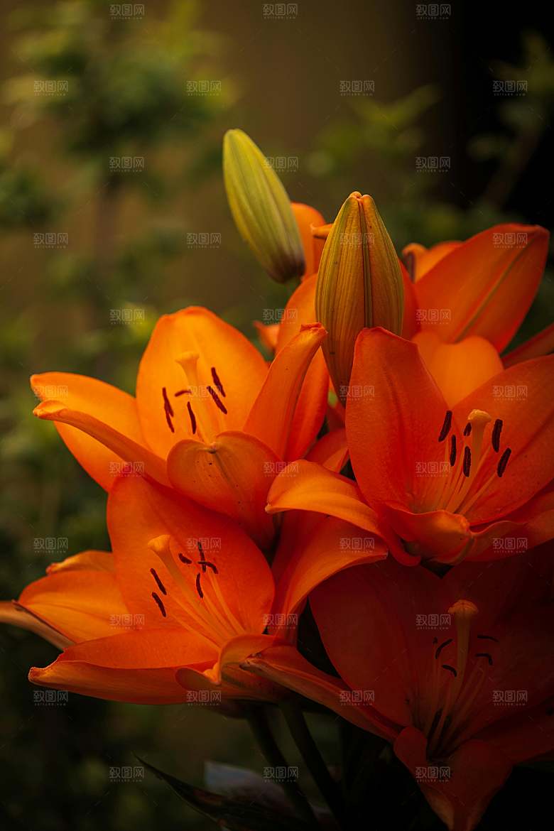 黄色花卉鲜花百合花摄影素材