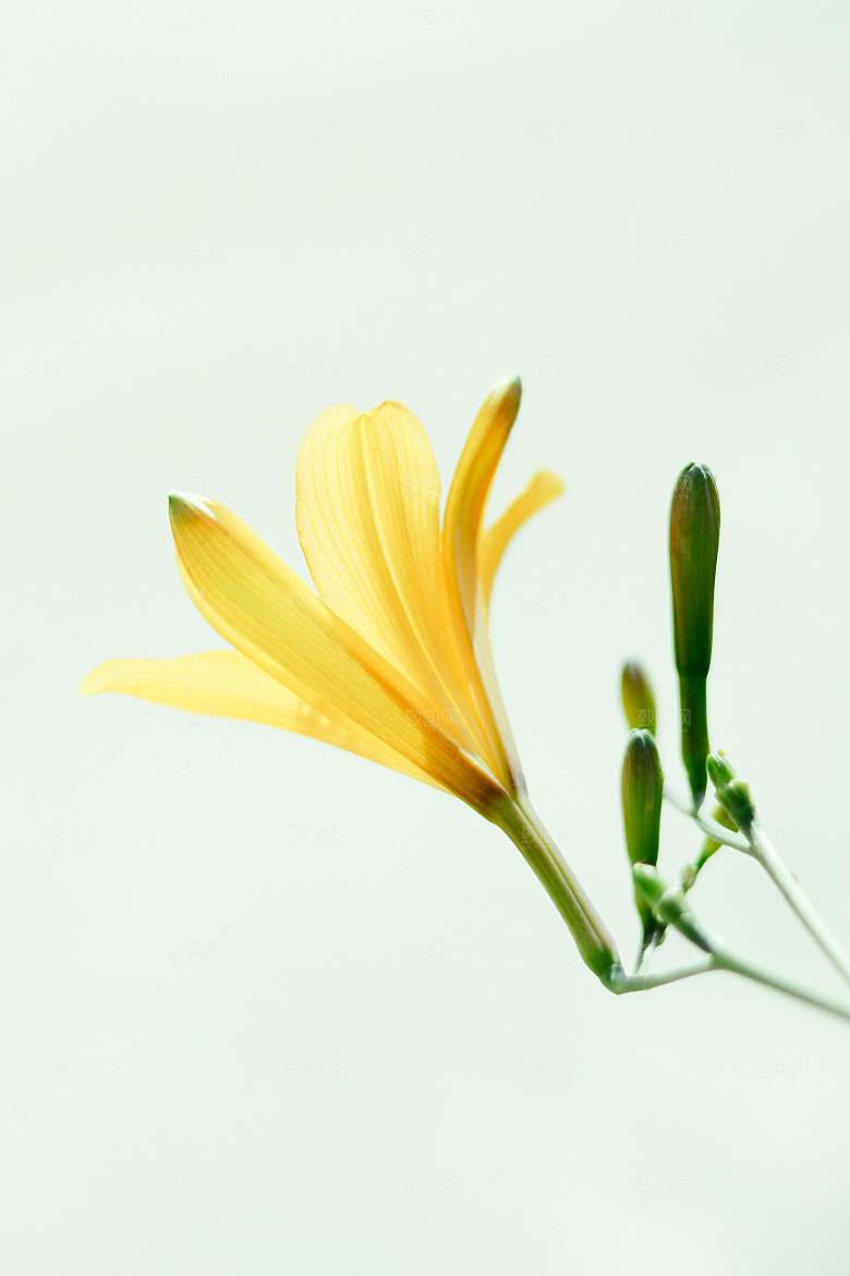 黄色花卉鲜花百合花摄影素材