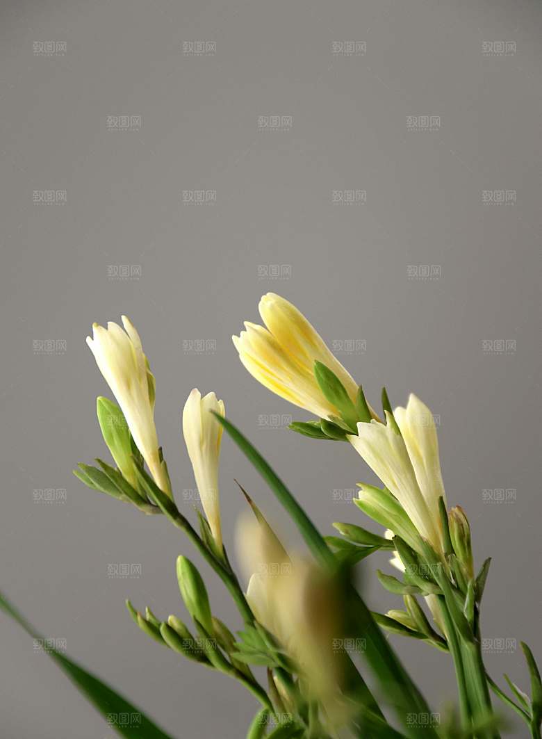 黄色花卉鲜花百合花摄影素材