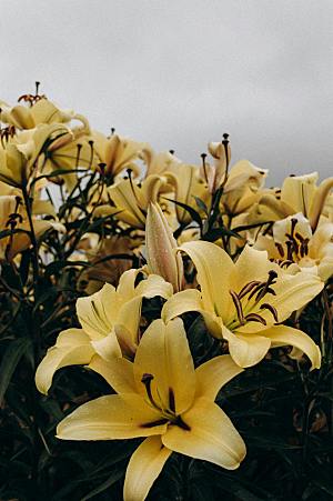 黄色花卉鲜花百合花摄影素材