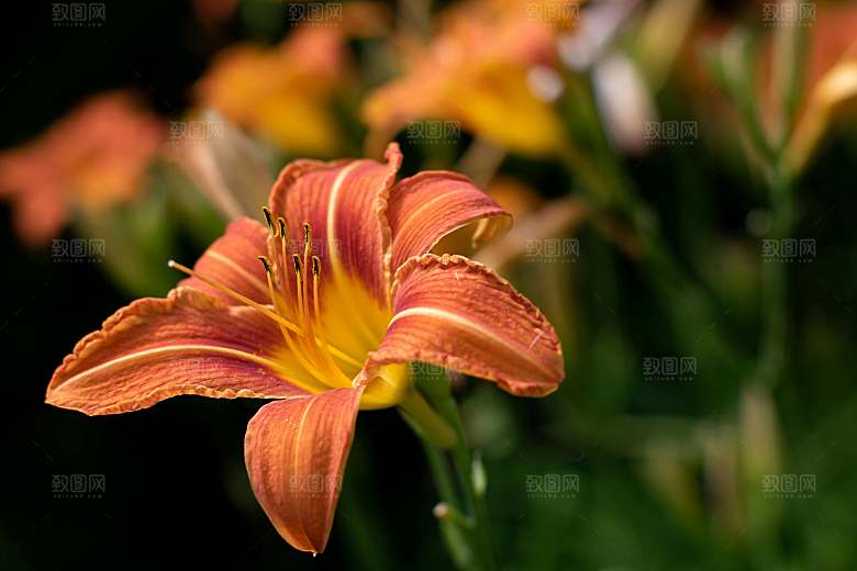黄色花卉鲜花百合花摄影素材