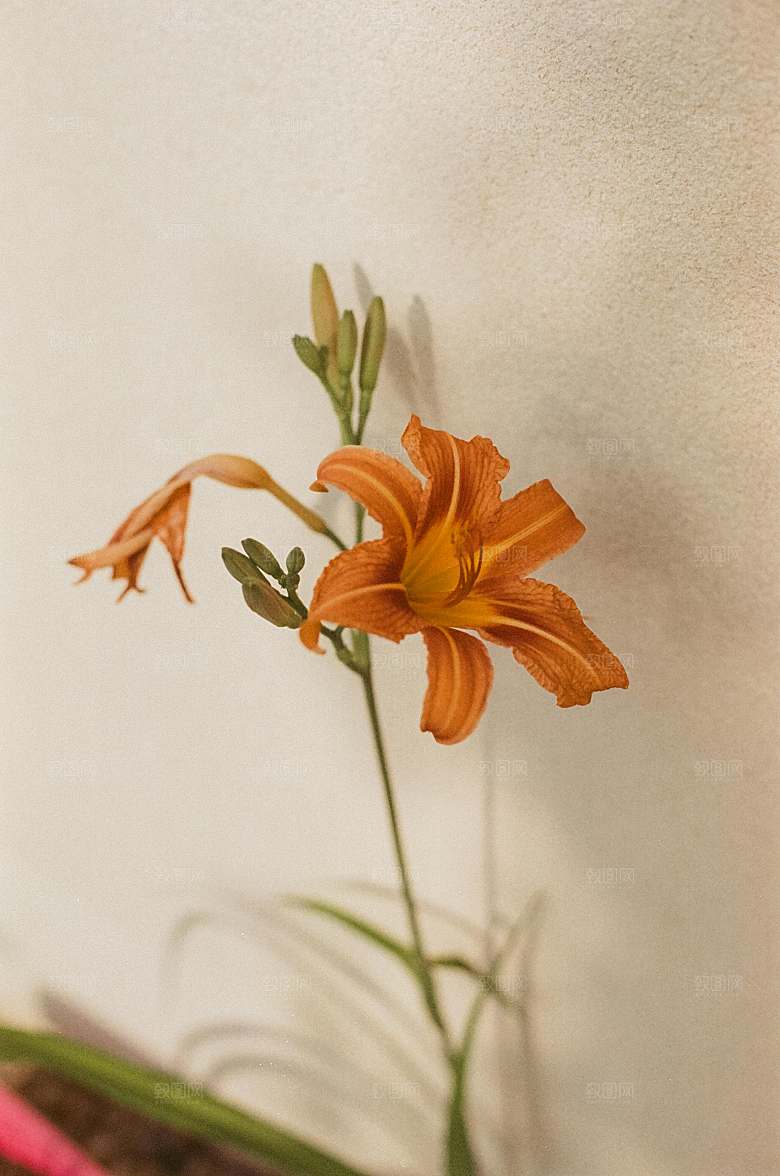 黄色鲜花百合花摄影