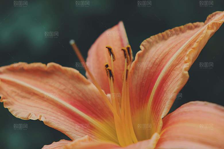 黄色鲜花百合花摄影