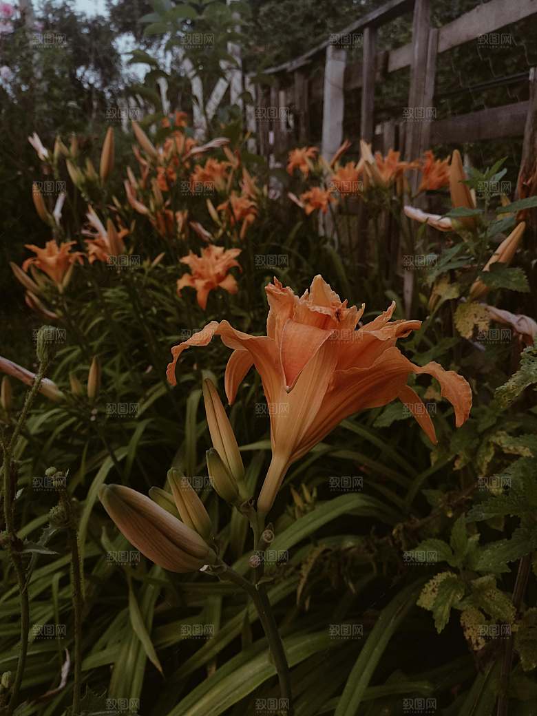 黄色鲜花百合花摄影