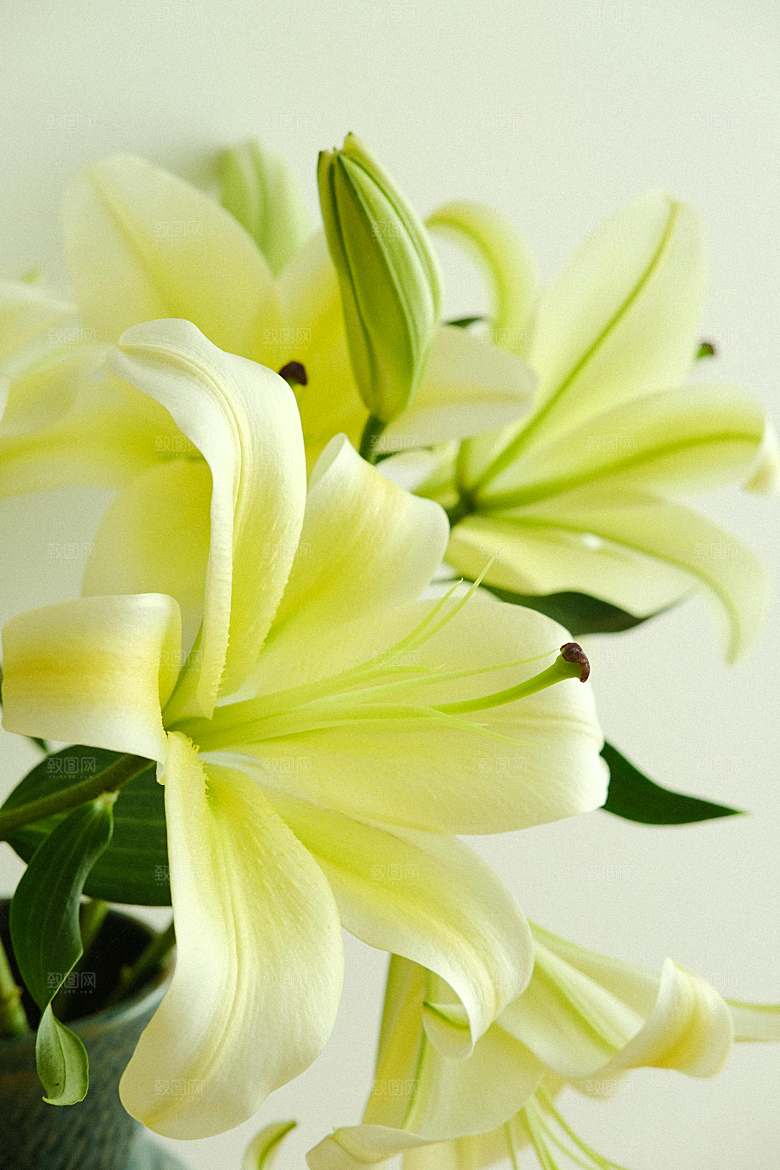 黄色鲜花百合花摄影