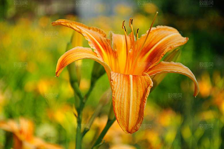 黄色鲜花百合花摄影