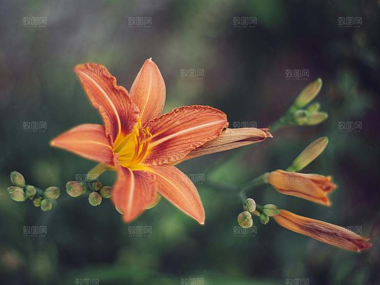 黄色鲜花百合花摄影
