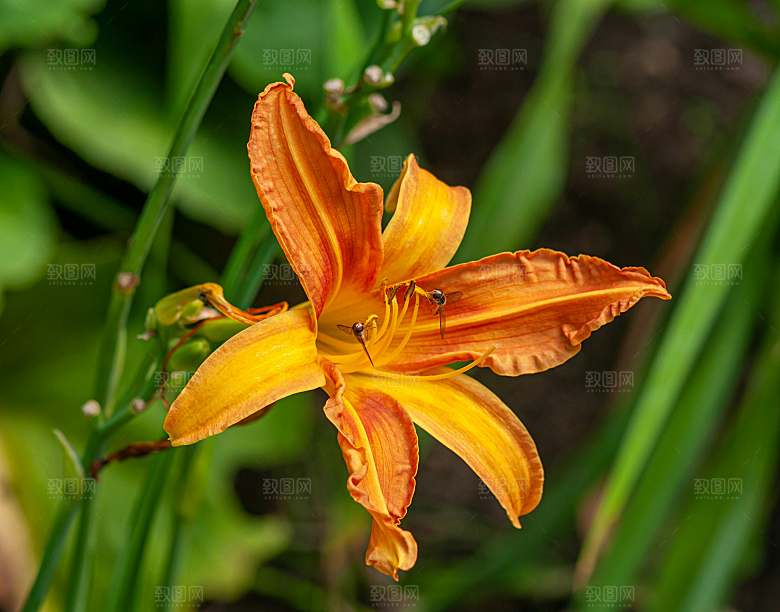 黄色鲜花百合花摄影