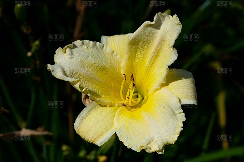 黄色鲜花百合花摄影