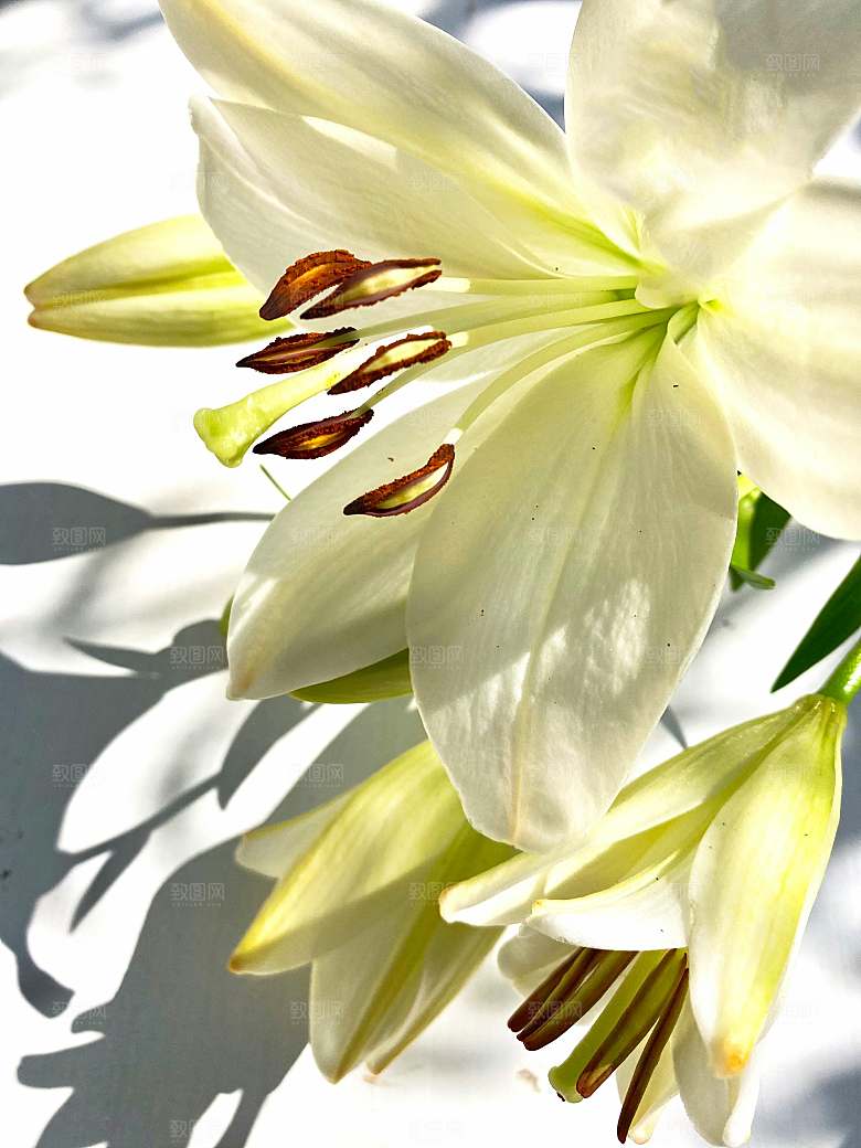 黄色鲜花百合花摄影
