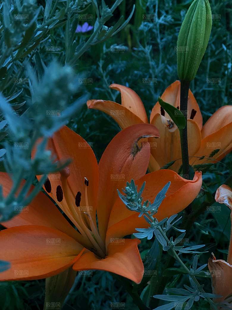 黄色鲜花百合花摄影