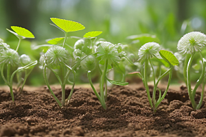 植物繁殖种子与扦插的技巧