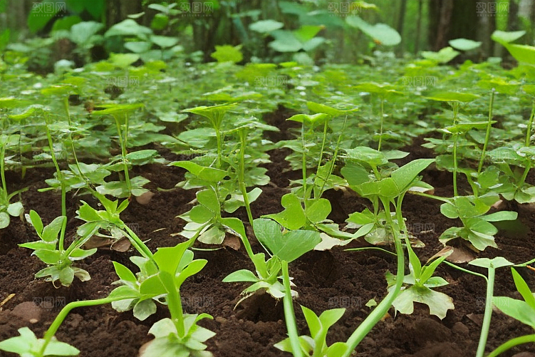 植物繁殖种子与扦插的技巧