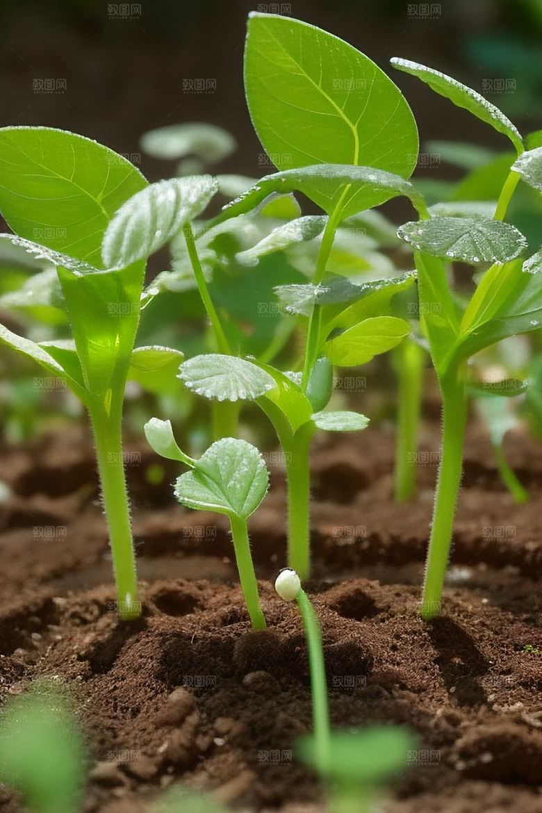 植物繁殖种子与扦插的技巧