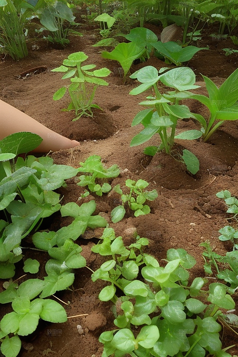 花草养护植物健康生长指南