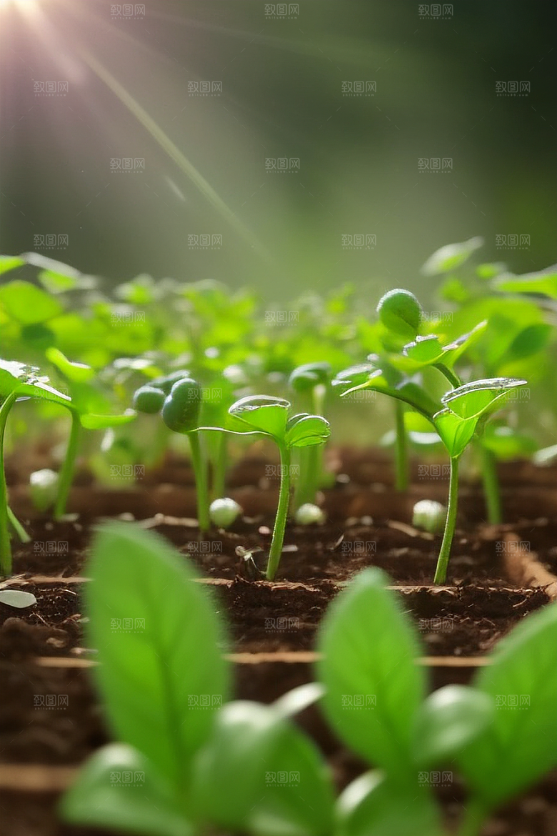 花草养护植物健康生长指南