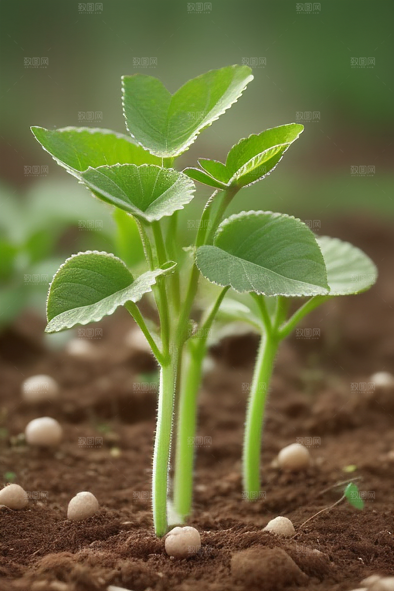 花草养护植物健康生长指南