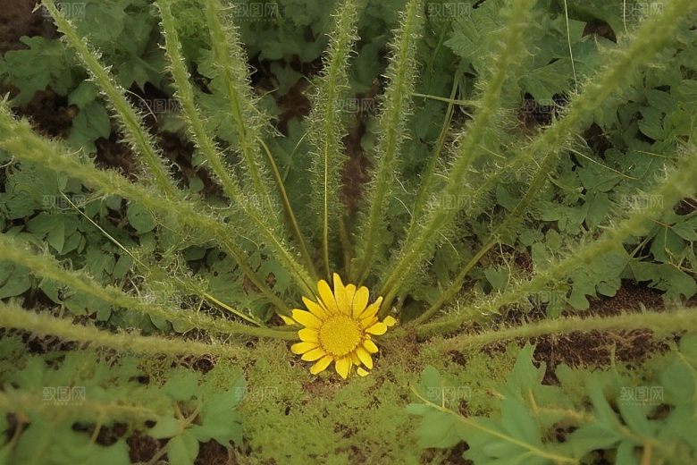 萌芽成长植物生长的奥秘