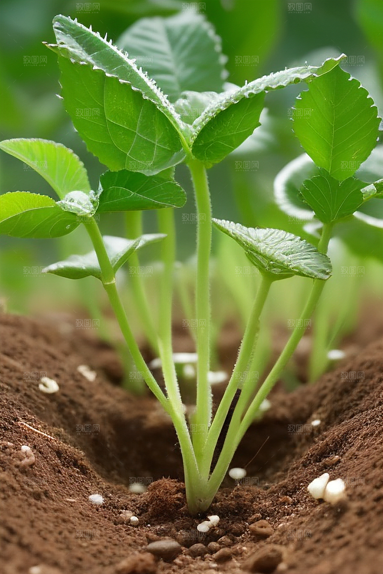 萌芽成长植物生长的奥秘