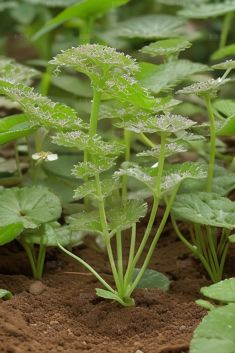 植物种植技巧提高萌芽成功率