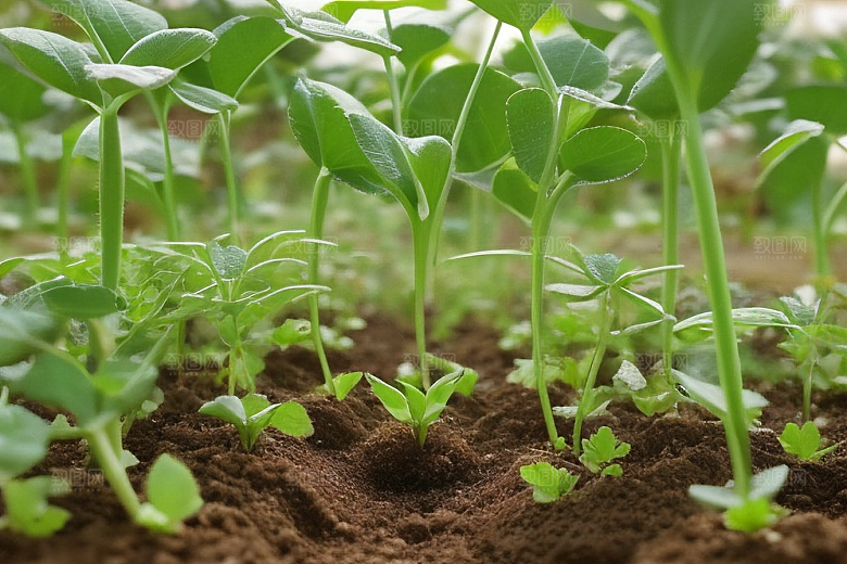 室内植物净化空气的绿色卫士