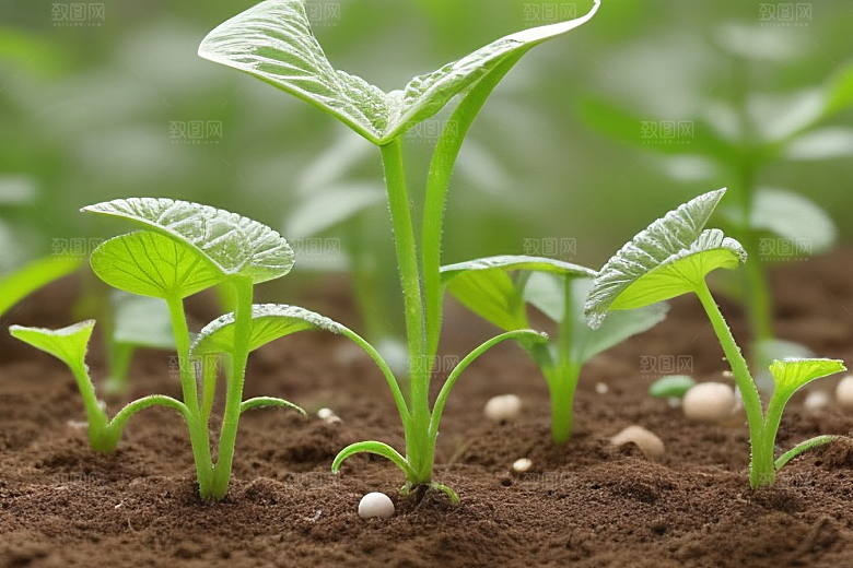 室内植物净化空气的绿色卫士