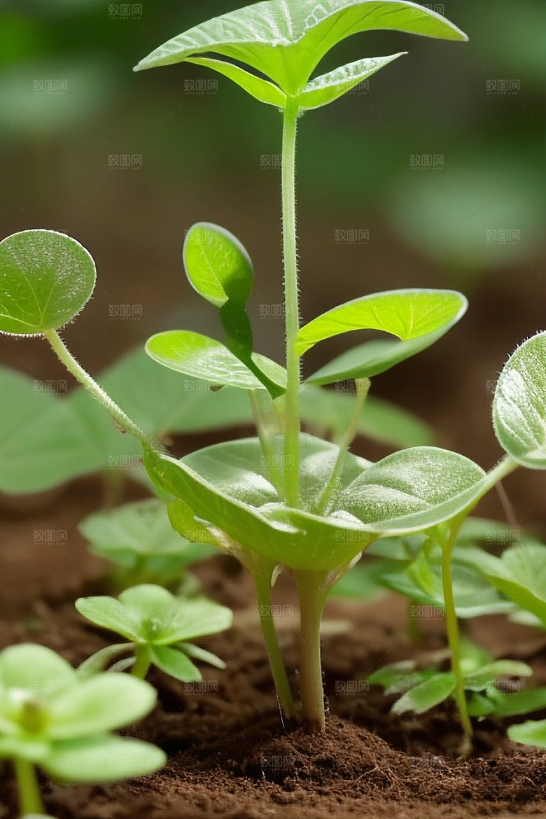 室内植物净化空气的绿色卫士