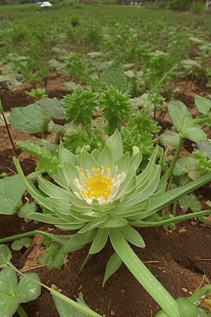 萌芽诊断植物病虫害防治