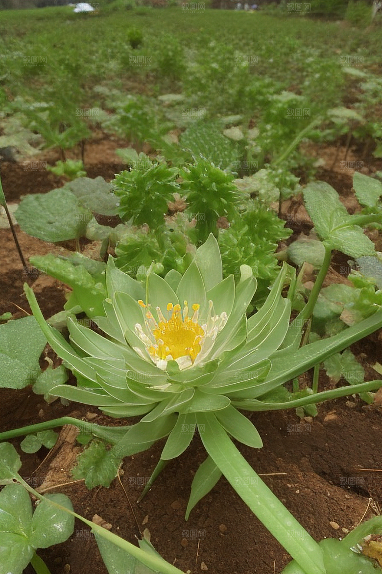 萌芽诊断植物病虫害防治