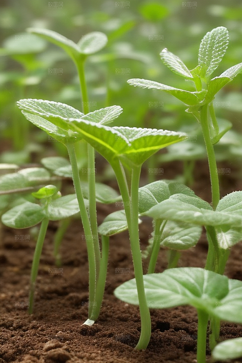 家庭种植如何打造绿色空间