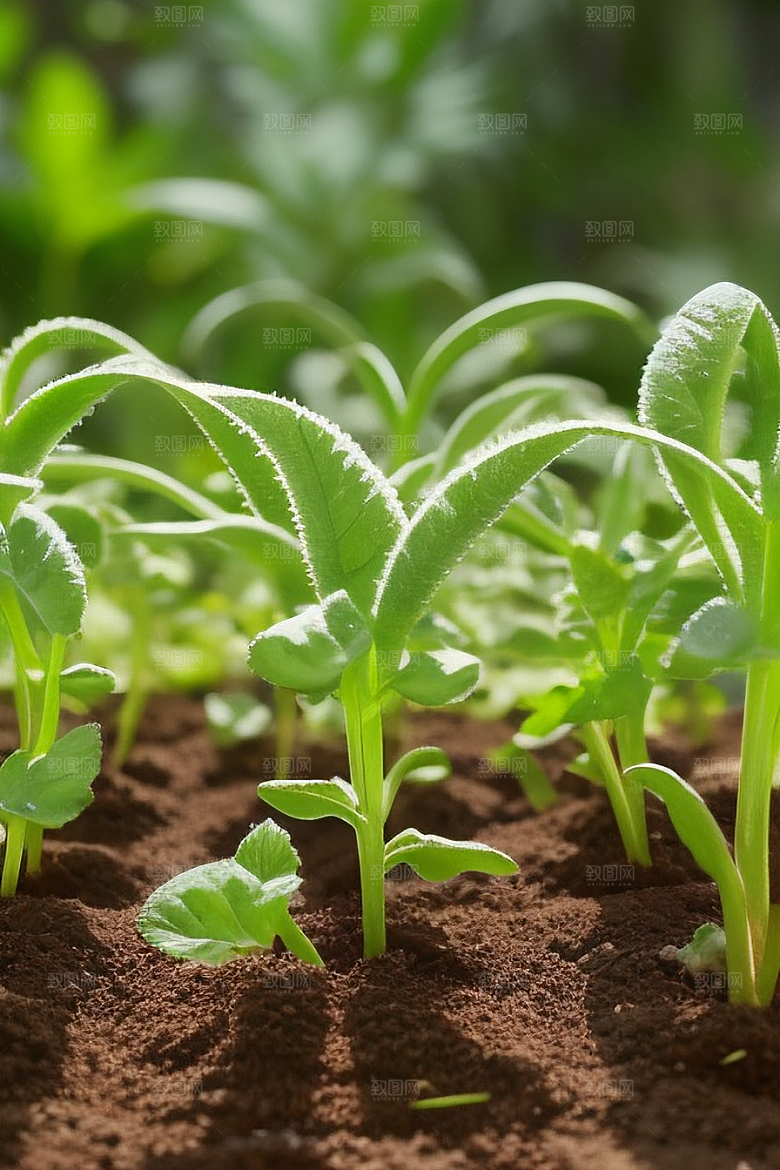 家庭种植如何打造绿色空间