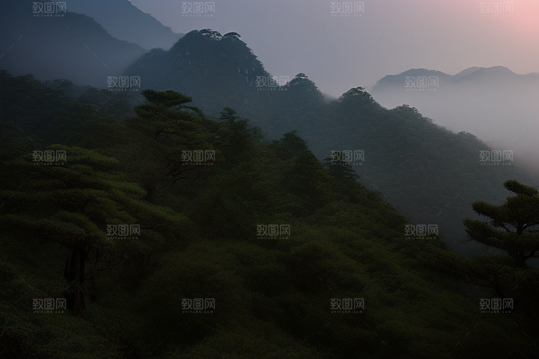 黄山上的美丽松树