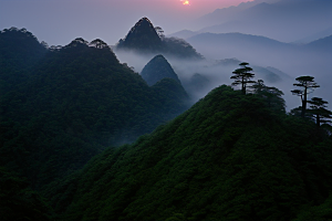 黄山上的美丽松树
