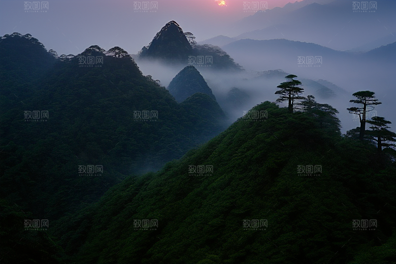 黄山上的美丽松树