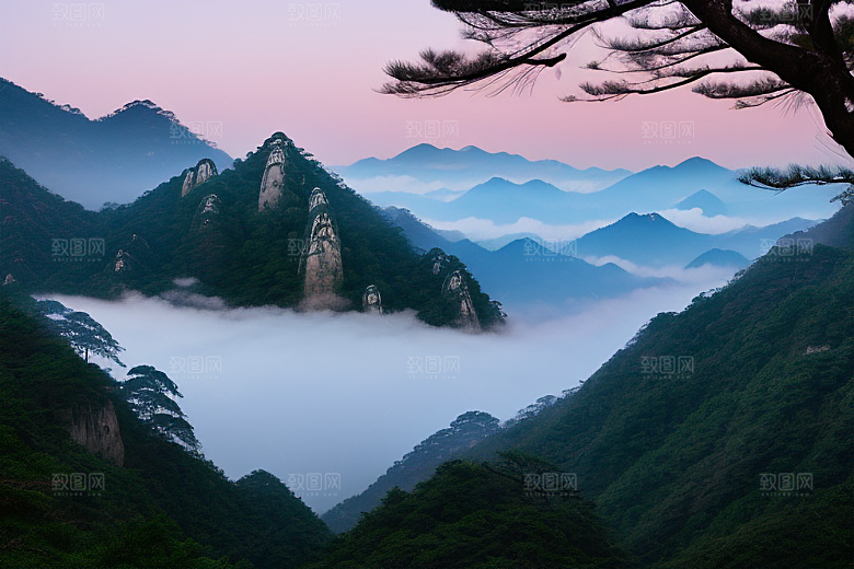 黄山上的美丽松树