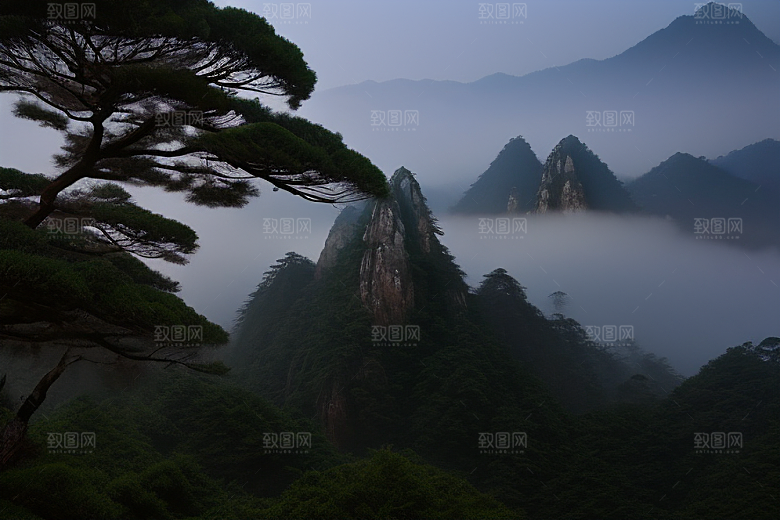 黄山上的美丽松树