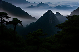 黄山上的美丽松树