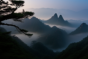 黄山上的美丽松树