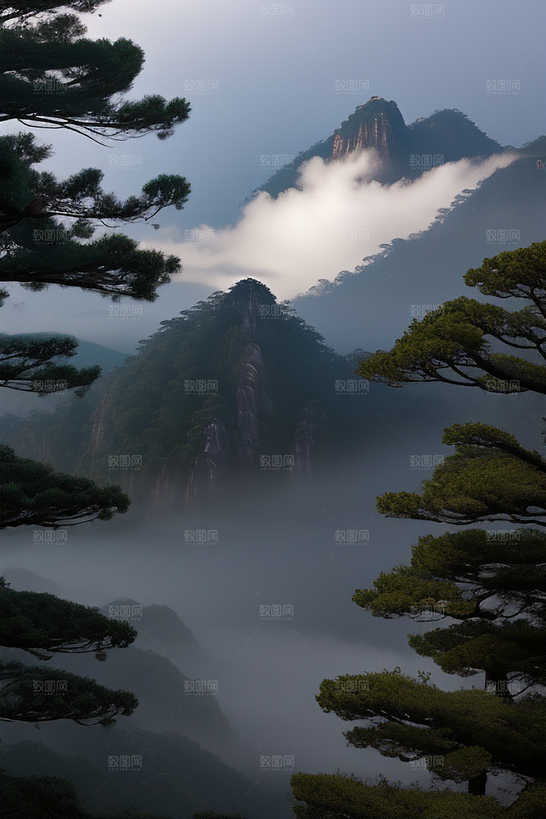 黄山上的美丽松树