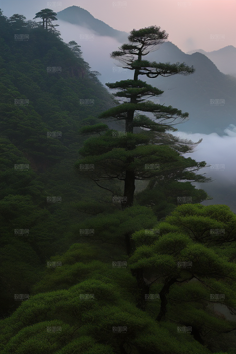 迎客松的美丽时光